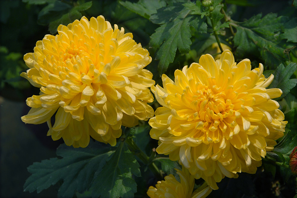菊 花 (8).jpg