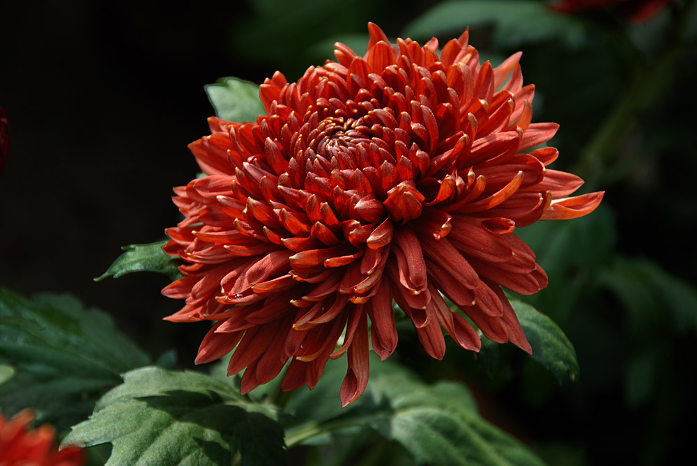 菊 花 (11).jpg