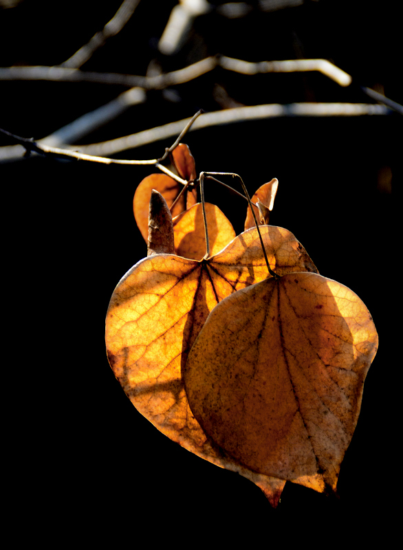 DSC_4187_253612.jpg