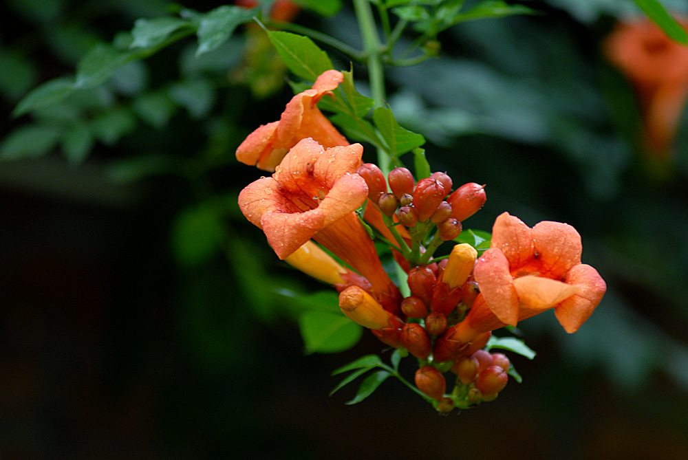 凌霄花开 (7).jpg