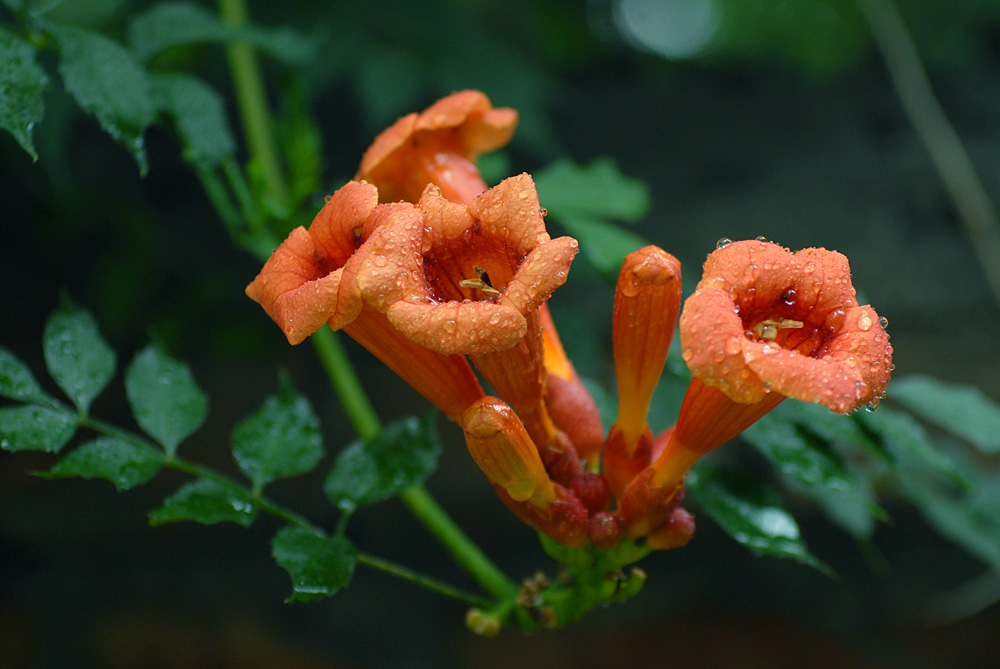 凌霄花开 (8).jpg