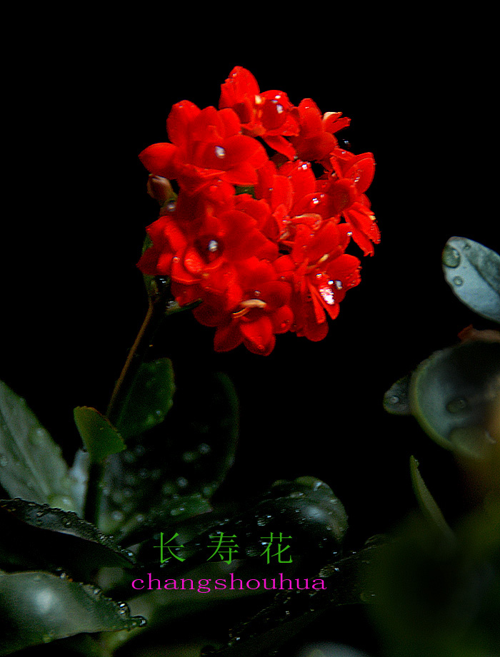 长寿 花 (8).jpg