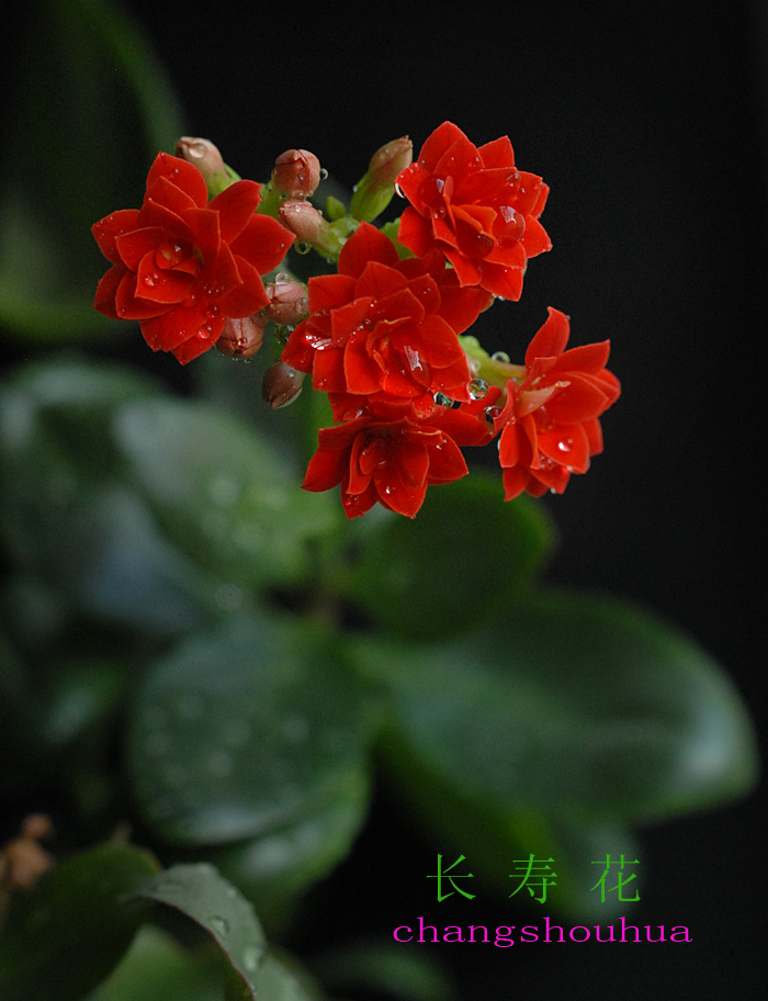 长寿 花 (12).jpg