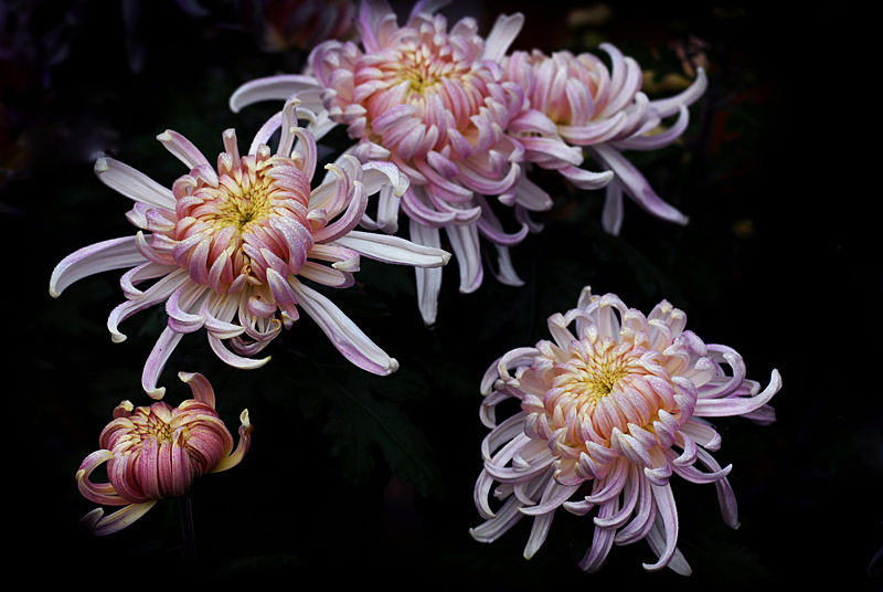 秋菊 (1).jpg