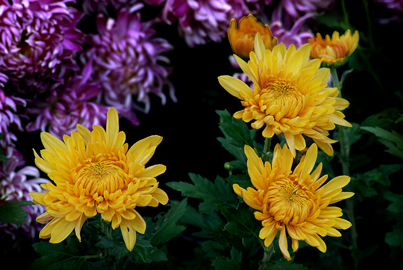 秋菊 (7).jpg
