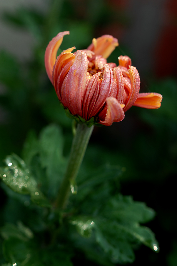 秋菊 (34).jpg