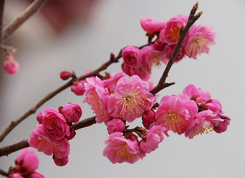 梅花 (16).jpg