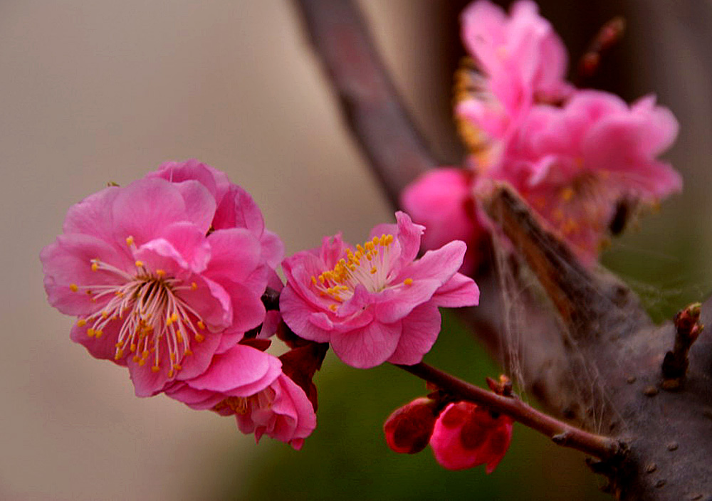 梅花 (15).jpg