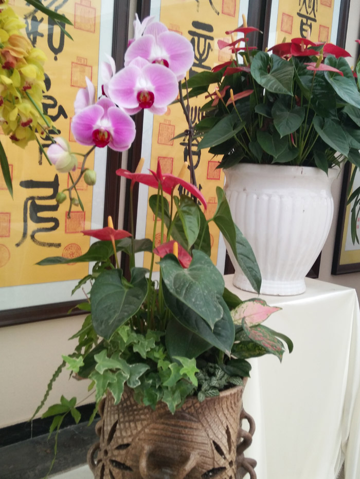 蝴蝶兰 (23).jpg