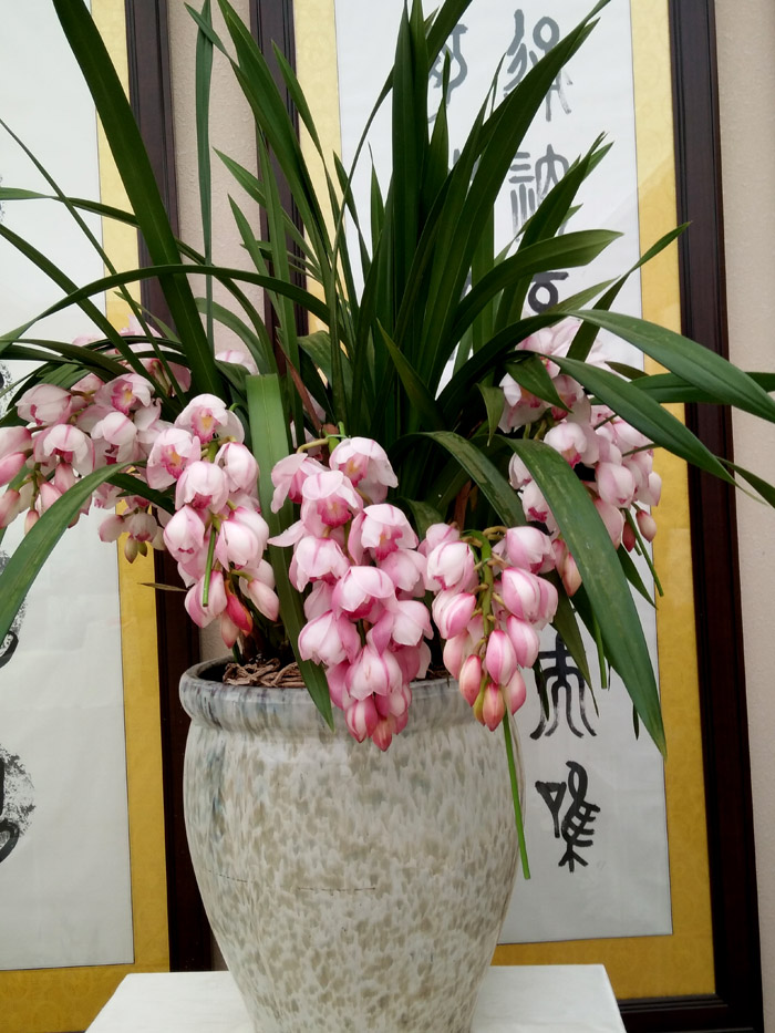 蝴蝶兰 (36).jpg
