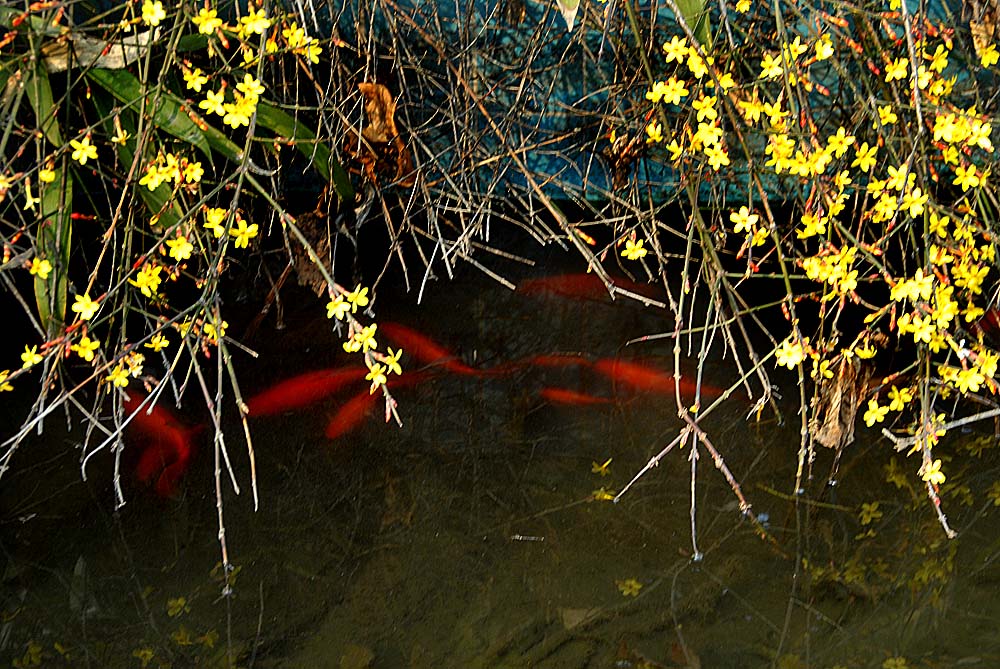 迎春花 (14).jpg