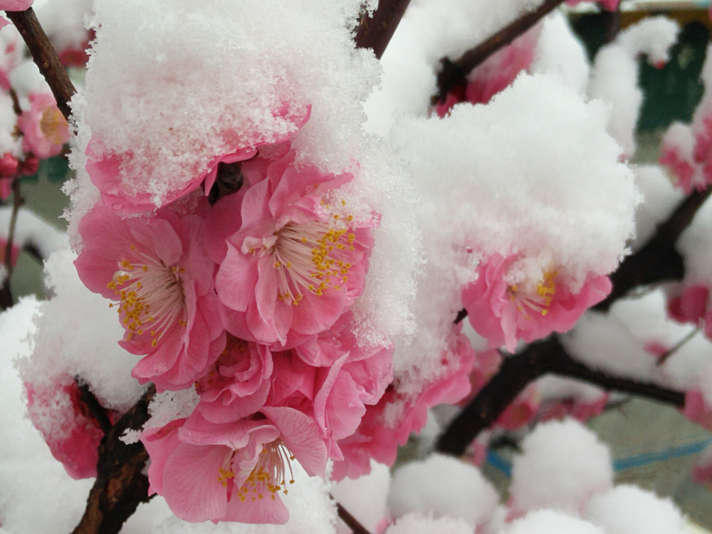 红梅 傲雪 (2).jpg