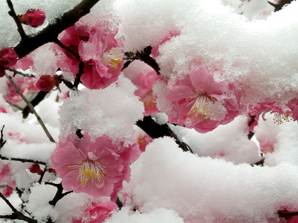 红梅 傲雪 (9).jpg