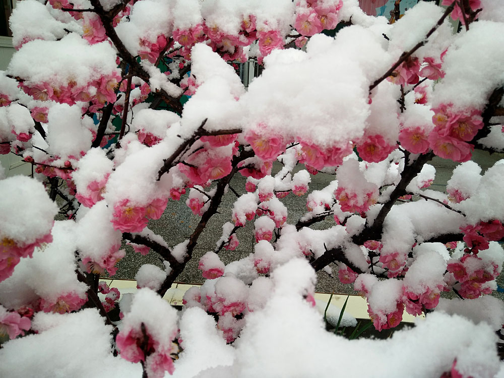 红梅 傲雪 (10).jpg