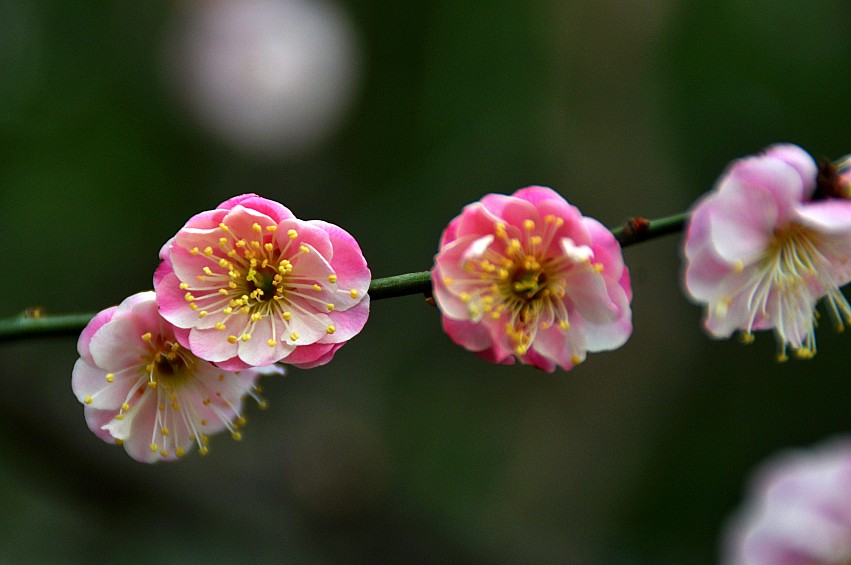DSC_0116_conew1.jpg