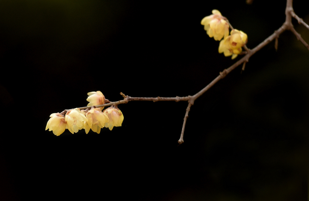 DSC_6111.jpg