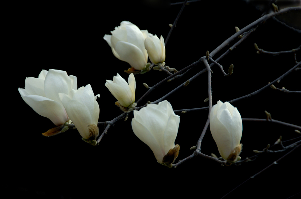 花卉.jpg