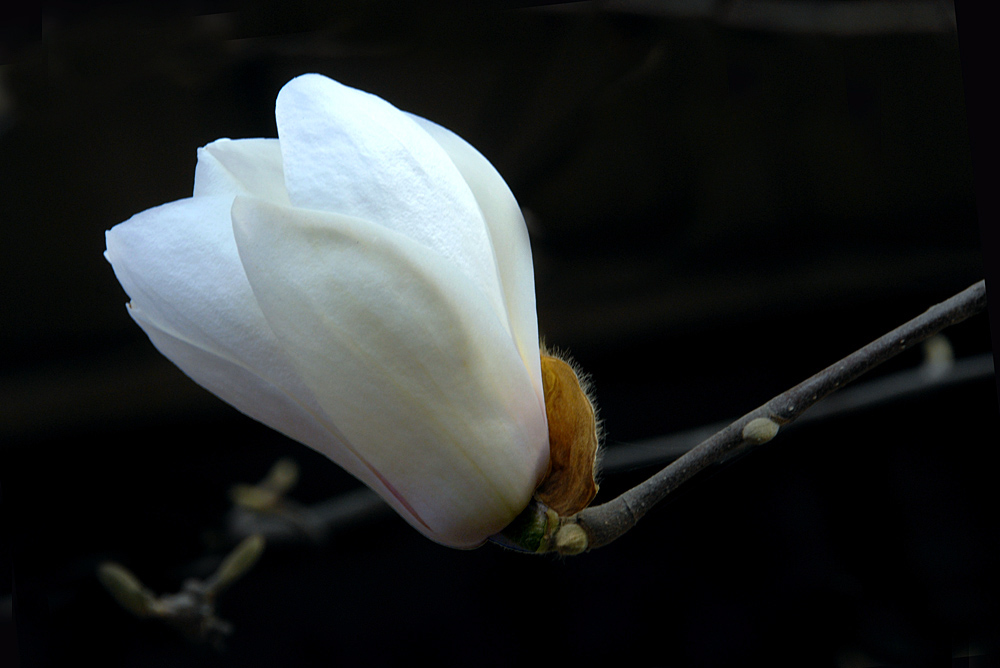 花卉 (2).jpg