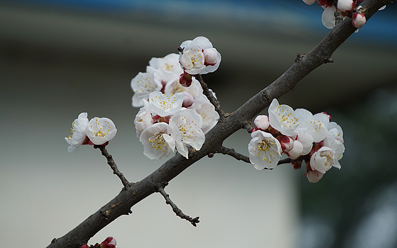 DSC09924_副本.jpg