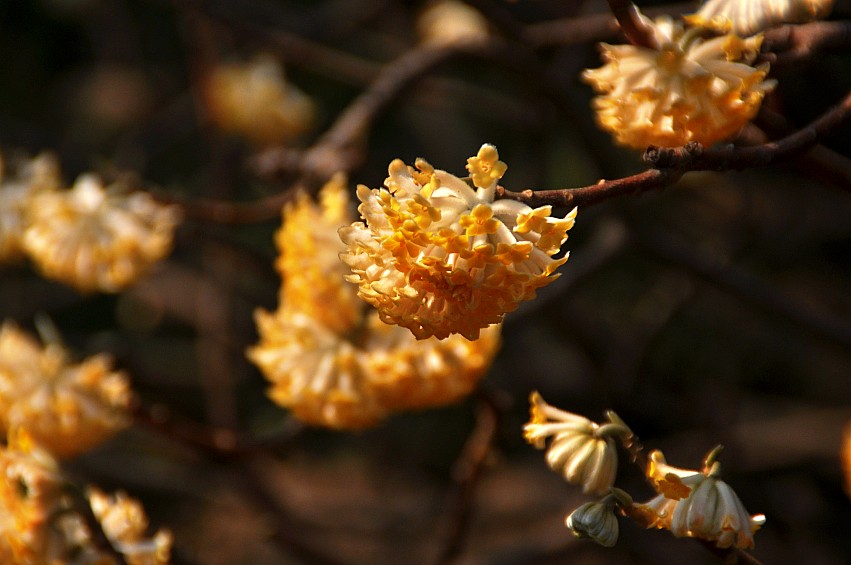 DSC_0135_conew1.jpg