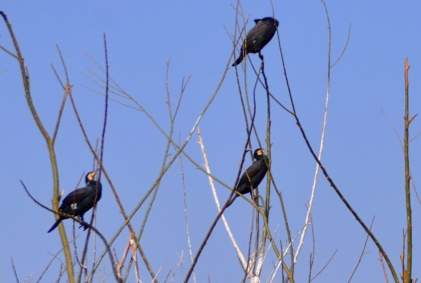 DSC_0040_conew1.jpg