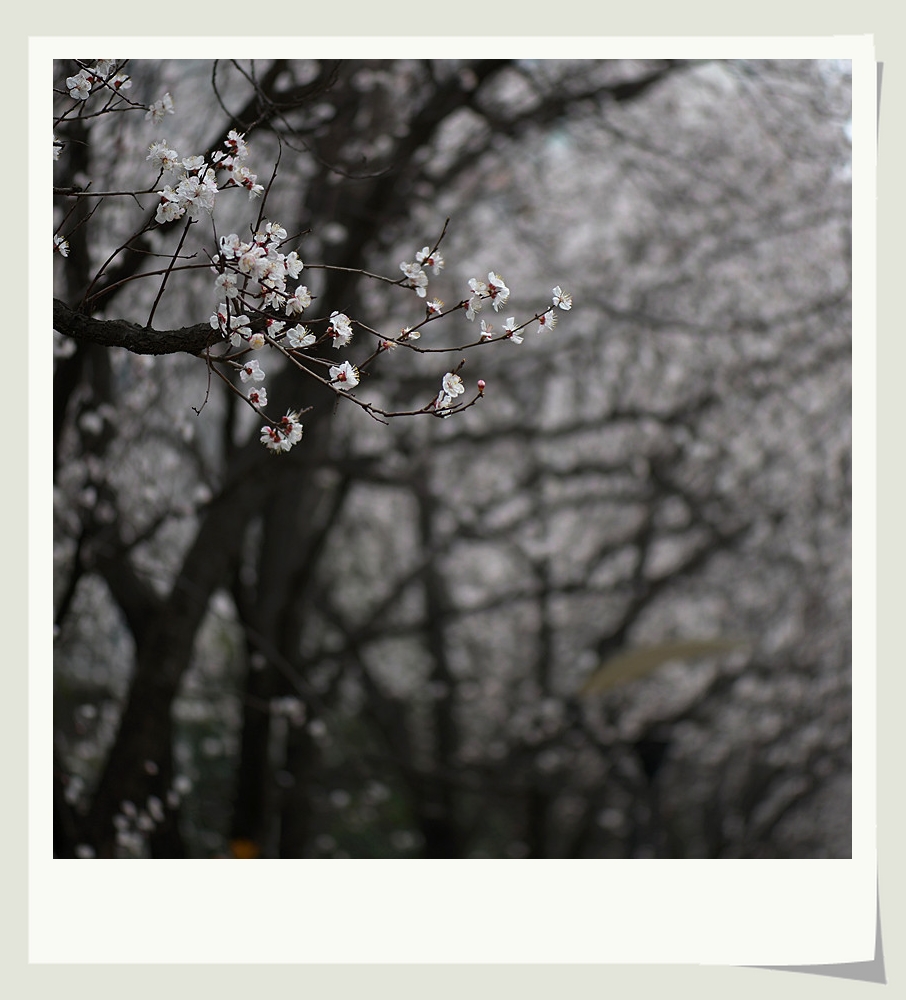 DSC_9976_副本.jpg