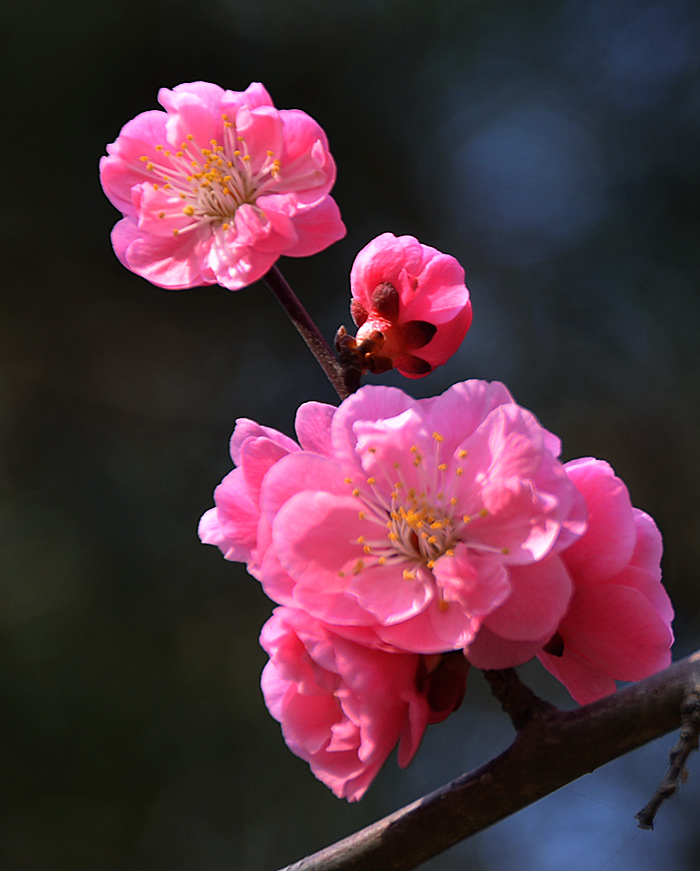 红梅花开 (3).jpg