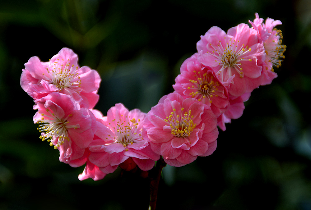 楼观红梅花开 (15).jpg