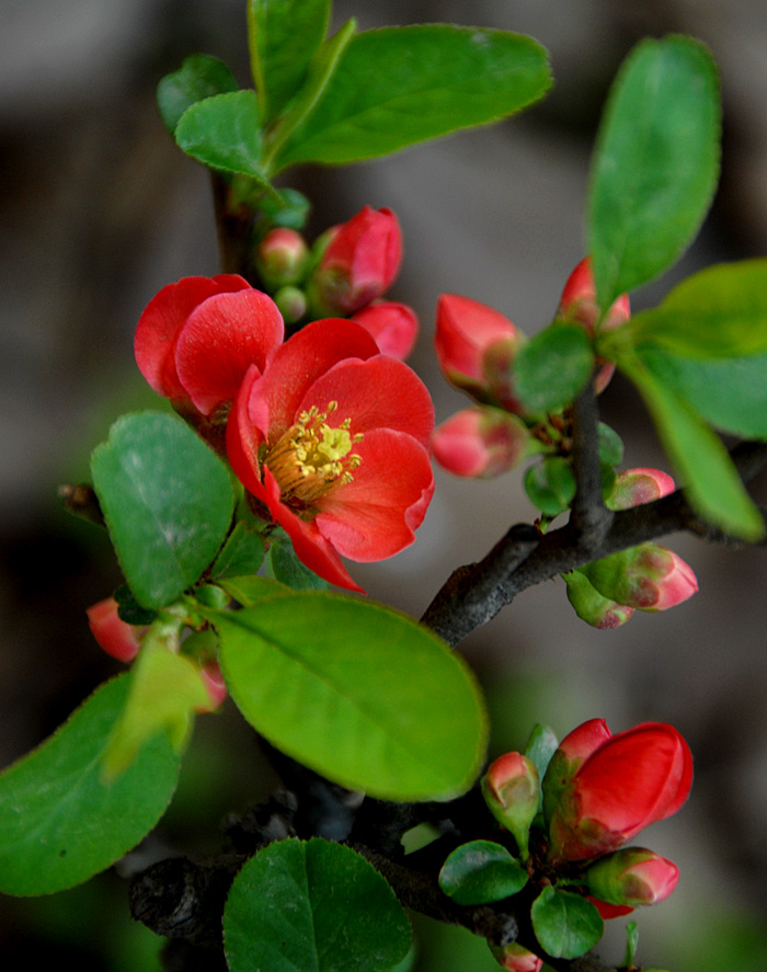 贴梗海棠 (8).jpg