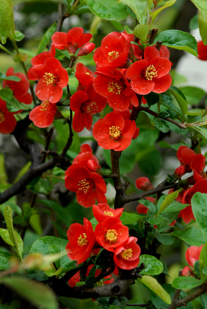 贴梗海棠 (12).jpg