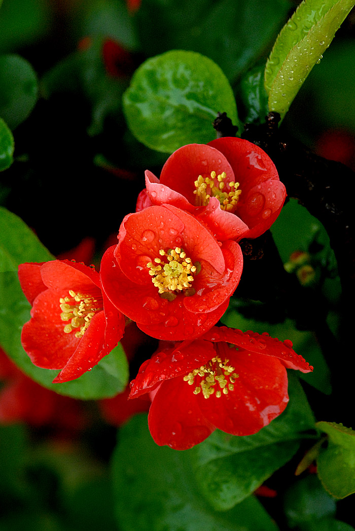 贴梗海棠 (26).jpg