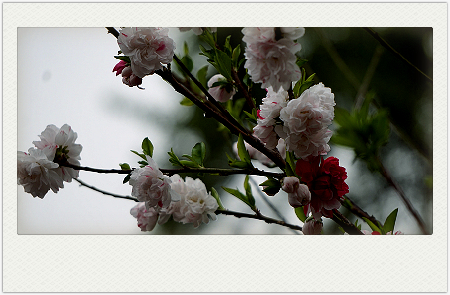 DSC00575_副本.jpg