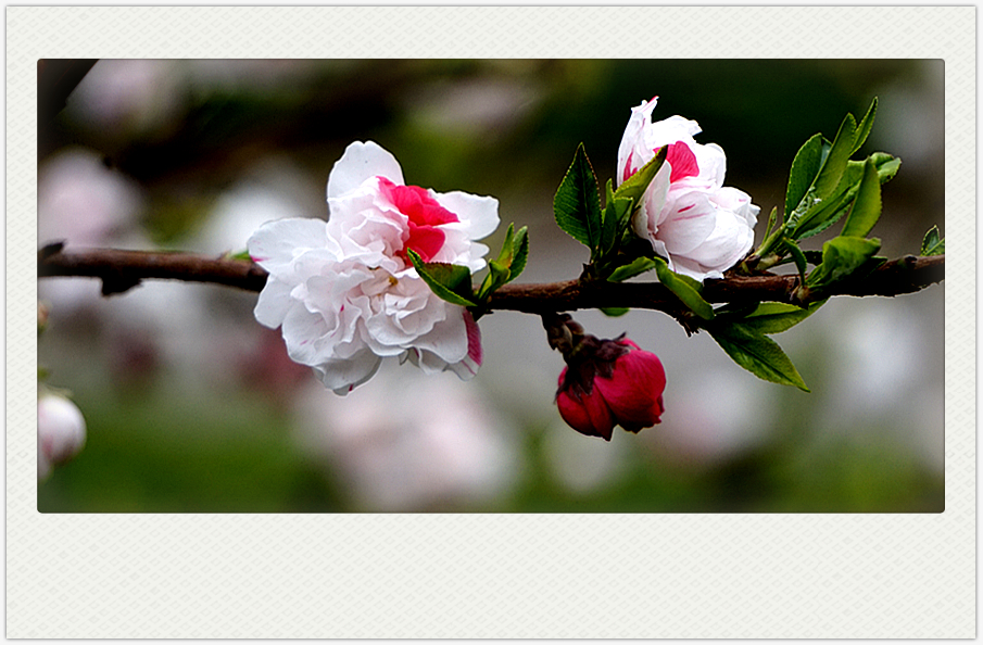 DSC00570_副本.jpg
