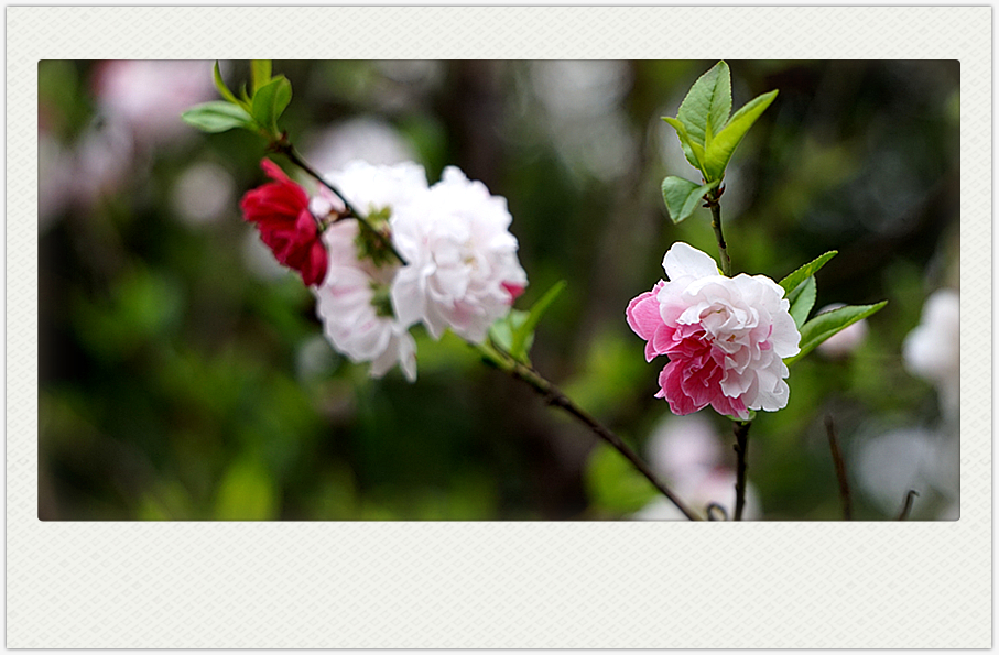 DSC00577_副本.jpg