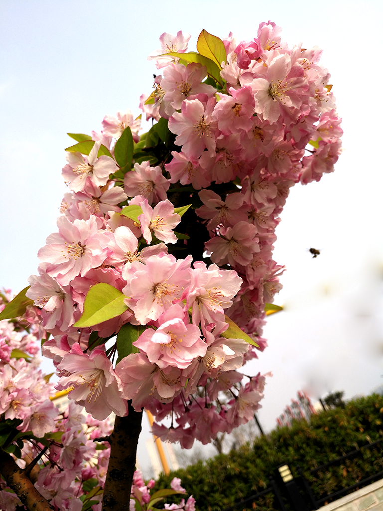 IMG_20170404_160138副本.jpg