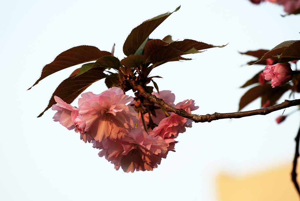 DSC_0482副本.jpg