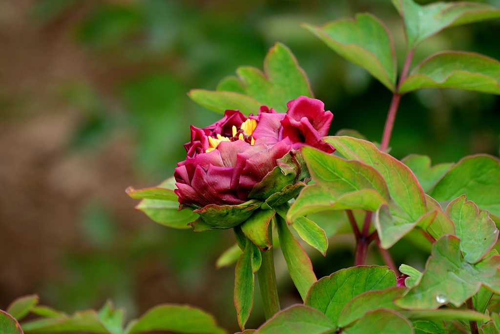 DSC_0426副本.jpg