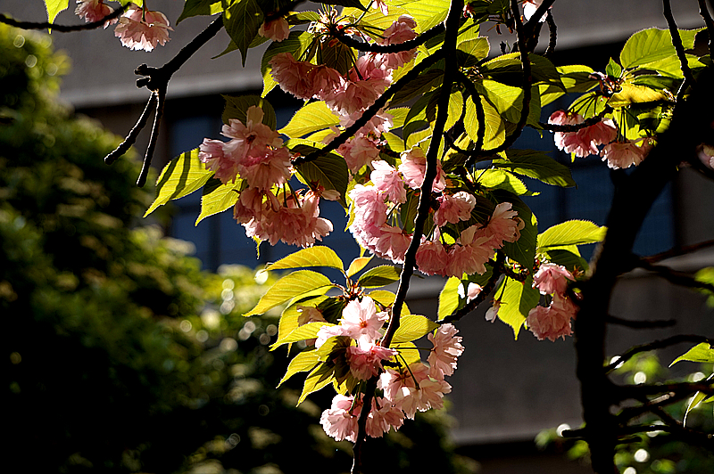 DSC00827_副本.jpg