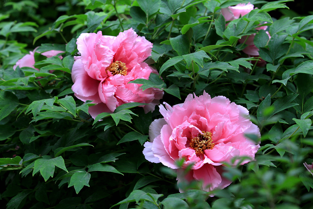 IMG_2568_副本_副本.jpg