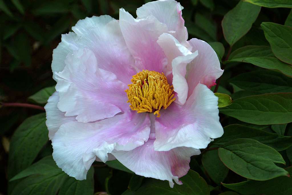 DSC_6515副本.jpg