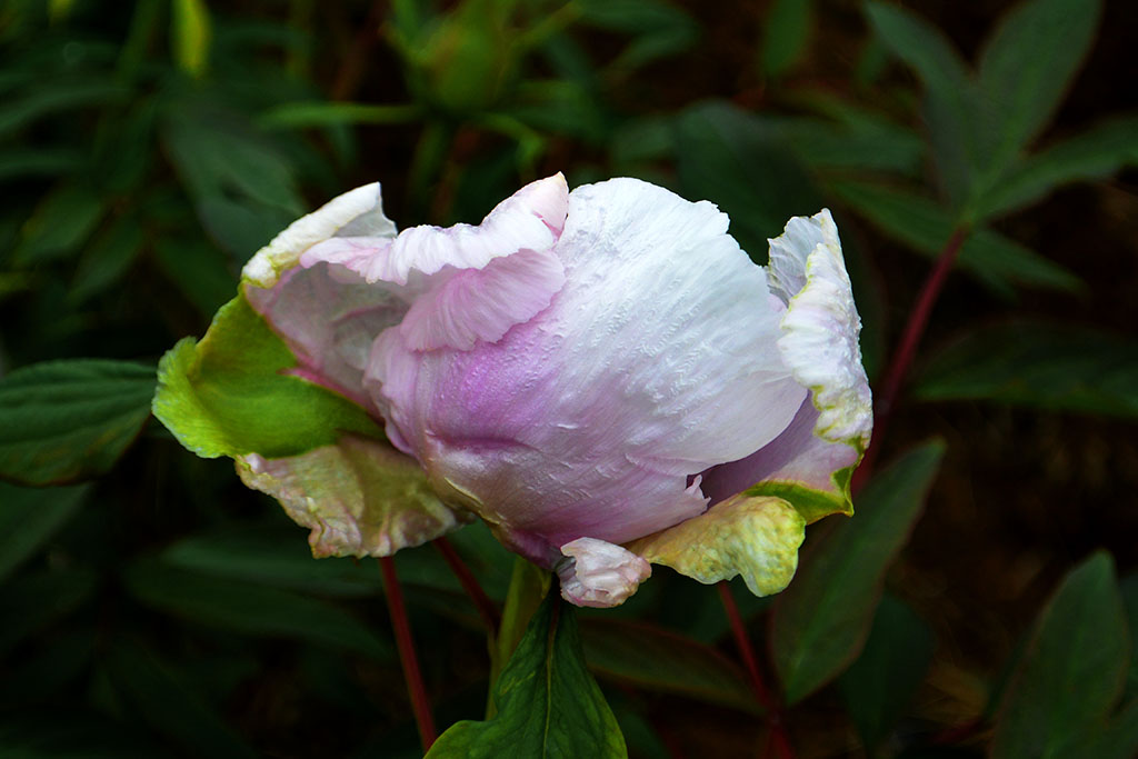 DSC_6518副本.jpg