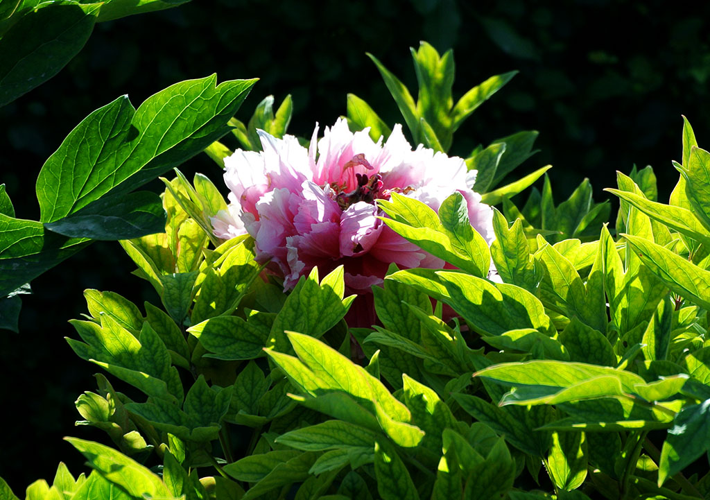 DSC_0669副本.jpg