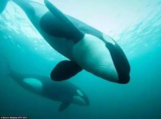 060889e06fcb83c8e0150ab934a92ee0.jpg 060889e06fcb83c8e0150ab934a92ee0.jpg