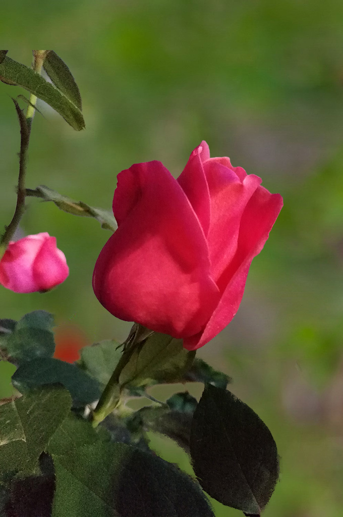 DSC_1279.jpg
