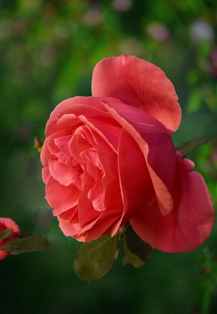 DSC_1281.jpg