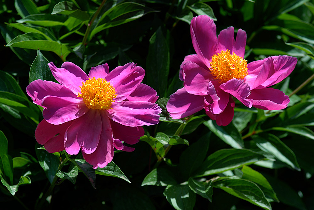芍药 (9).jpg