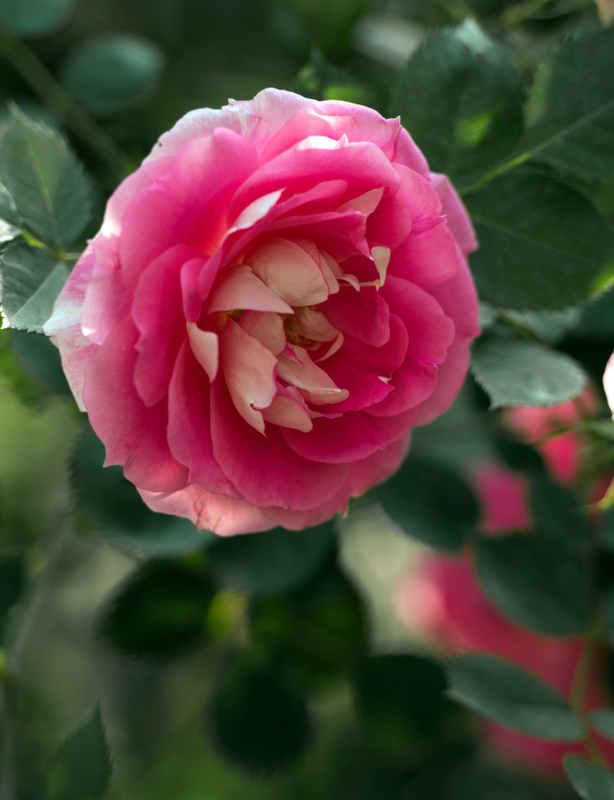 DSC_7310.jpg