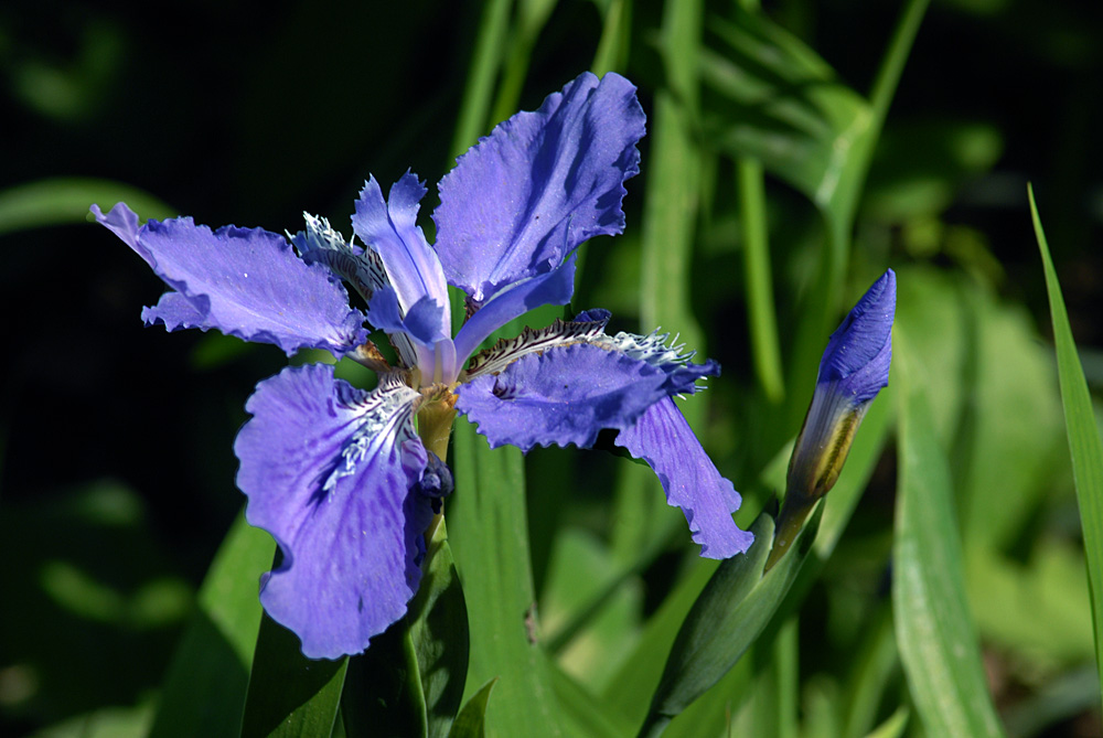 茑尾花 (2).jpg