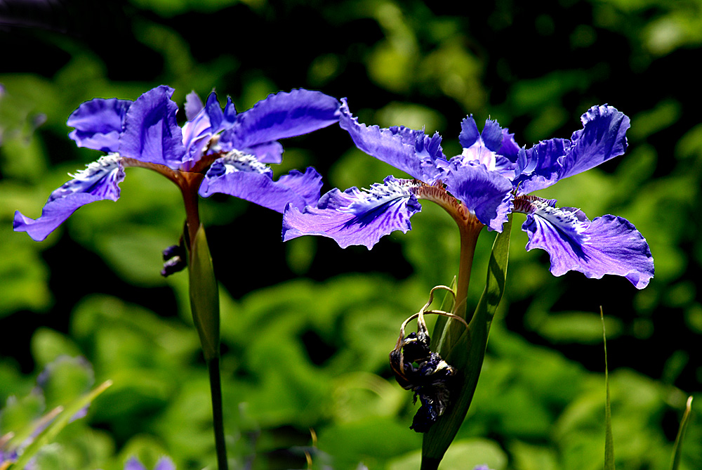 茑尾花 (11).jpg