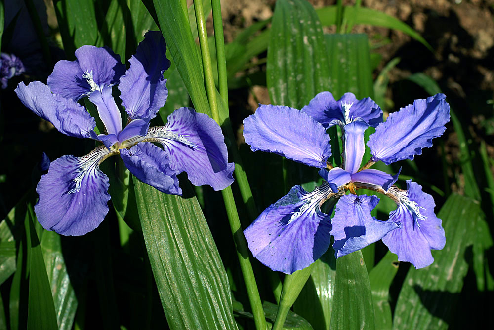 茑尾花 (12).jpg